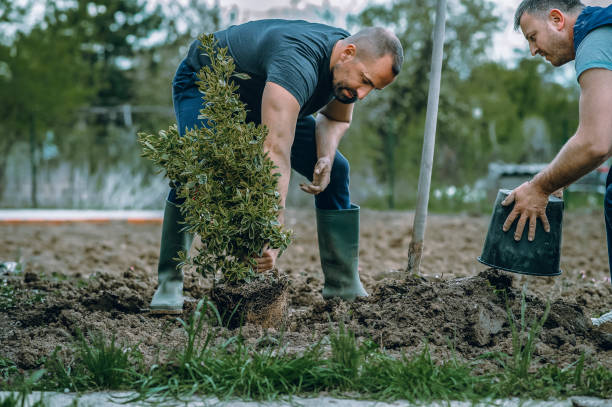 Best Fruit Tree Pruning  in Woodsfield, OH