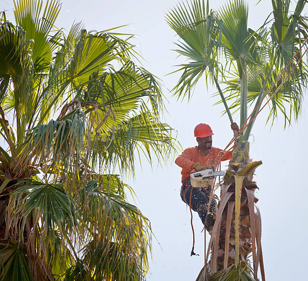 Best Tree Preservation Services  in Woodsfield, OH