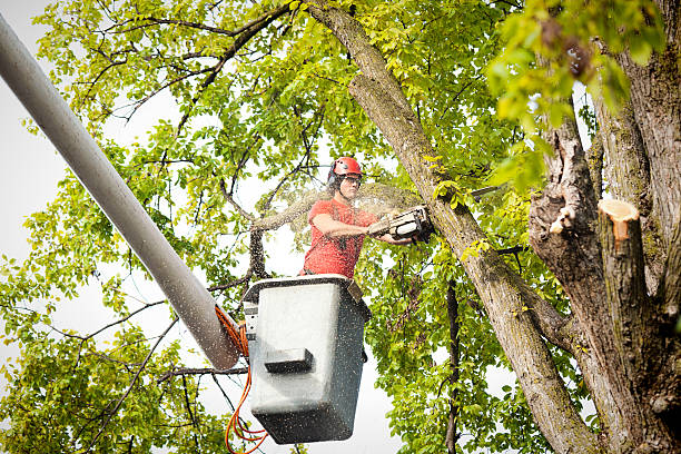 Best Tree Removal  in Woodsfield, OH