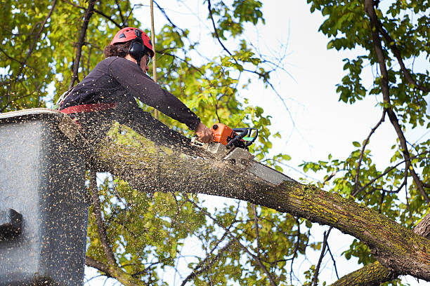 Best Tree Maintenance Programs  in Woodsfield, OH